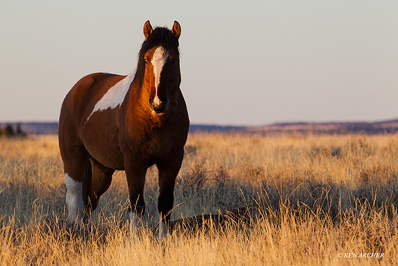 WDHS00540 Wild Horses, Steens