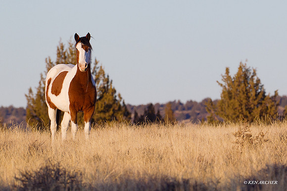 WDHS00505 Wild Horses, Steens