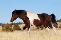 Wild Horses, Steens - WDHS00378