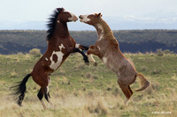 Wild Horses, Fighting Stallions, Oregon - WDHS01336