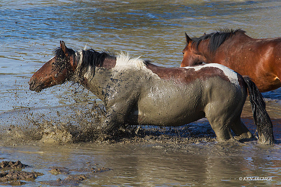 WDHS02333 - Wild Horses
