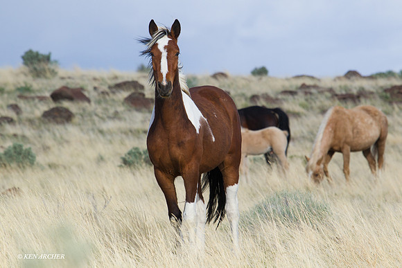 WDHS00760 Wild Horses, Steens