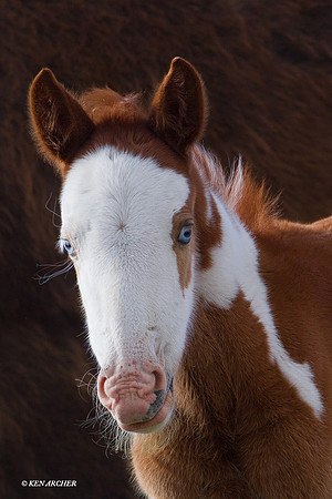Wild Horse Colt - WDHS01279