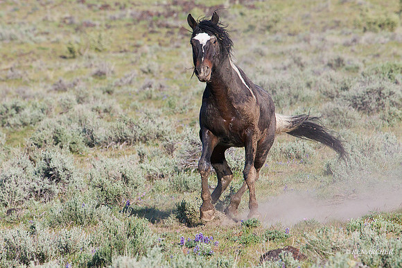 WDHS02400 - Wild Horses