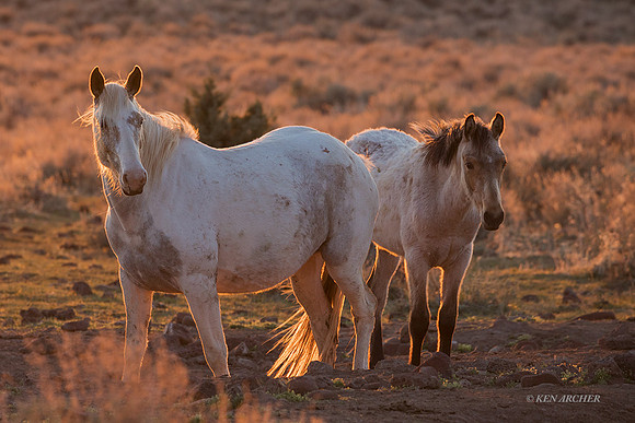 WDHS03674 - Wild Horse