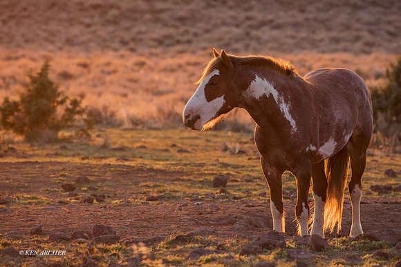 WDHS03691 - Wild Horse