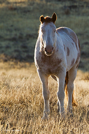 WDHS00462 Wild Horses, Steens