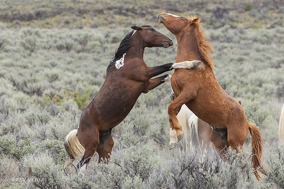 WDHS04784 - Wild Horse