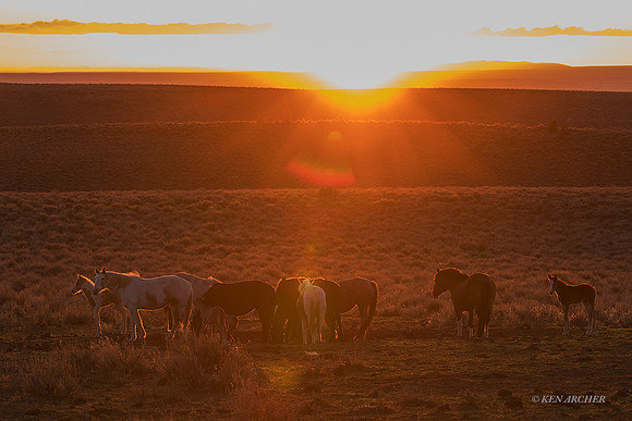 WDHS03699 - Wild Horse
