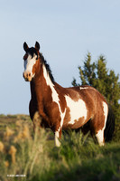 WDHS01934 - Wild Horses, Steens Mountain