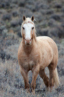 Wild Horses, Steens - WDHS00283