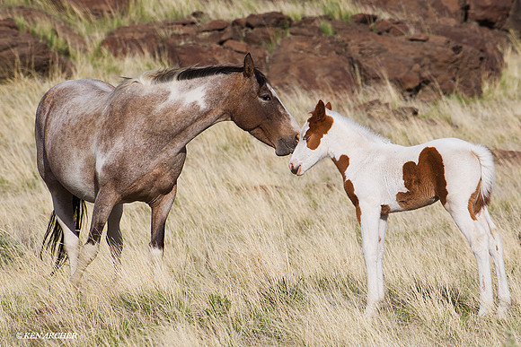 WDHS00770 Wild Horses, Steens