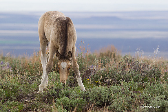 WDHS03086 - Wild Horse