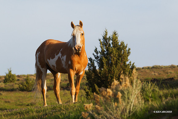 WDHS01930 Wild Horses, Steens Mountain