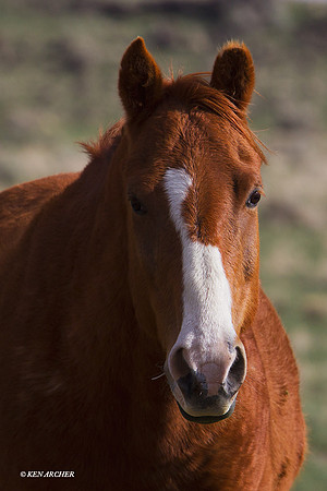 WDHS01212 Wild Horse, Oregon