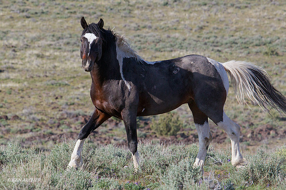 WDHS02269 - Wild Horses