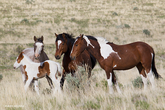 WDHS00653 Wild Horses, Steens