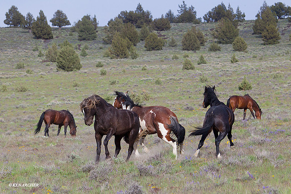 WDHS01765 Wild Horses, Steens Mountain