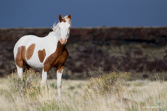 Wild Horses, Steens - WDHS00602
