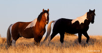 Wild Horses, Steens Mountains - WDHS00532