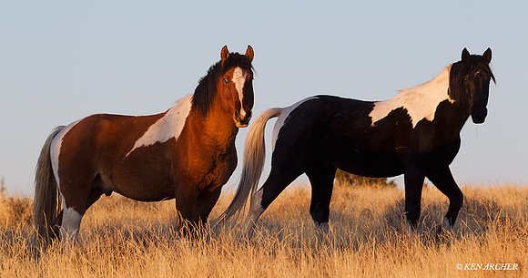 Wild Horses, Steens Mountains - WDHS00532