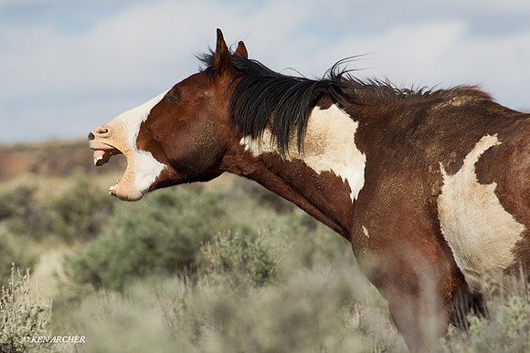 WDHS00897 Wild Horses, Steens
