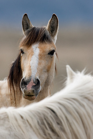 Wild Horses, Oregon - WDHS0008
