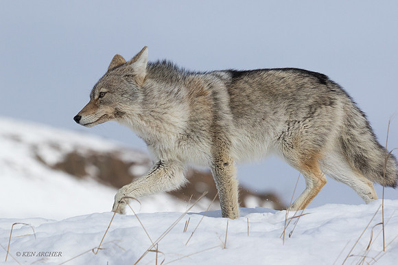 CEWR01227 - Coyote