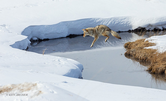 CEWR02442 - Coyote