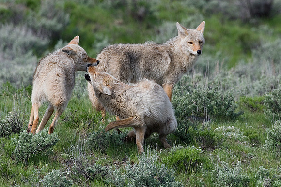 CE00115-Coyote