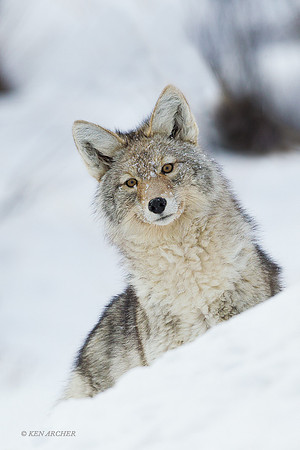 CEWR00923 - Coyote