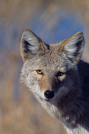 CE435436-Coyote