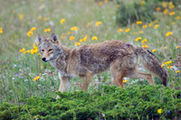 Coyote, late-spring - CE00018