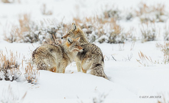 CEWR02263 - Coyote