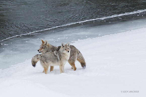 CEWR02191 - Coyote