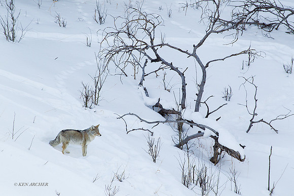 CEWR00821 - Coyote