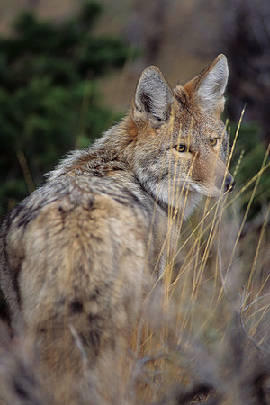 CE435227-Coyote