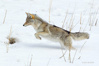 CEWR01081 - Coyote