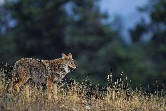 CE030123-Coyote