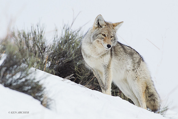 CEWR01041 - Coyote