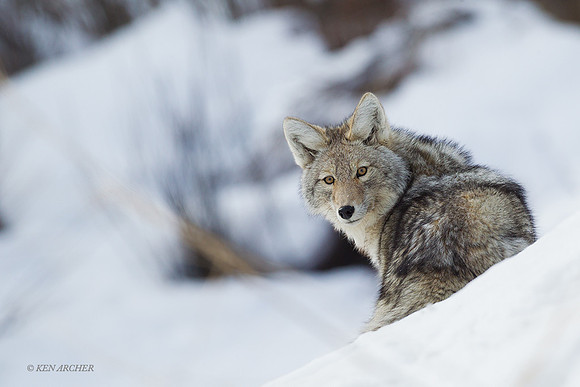 CEWR00881 - Coyote