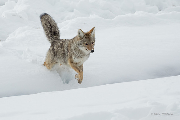 CEWR01672 - Coyote