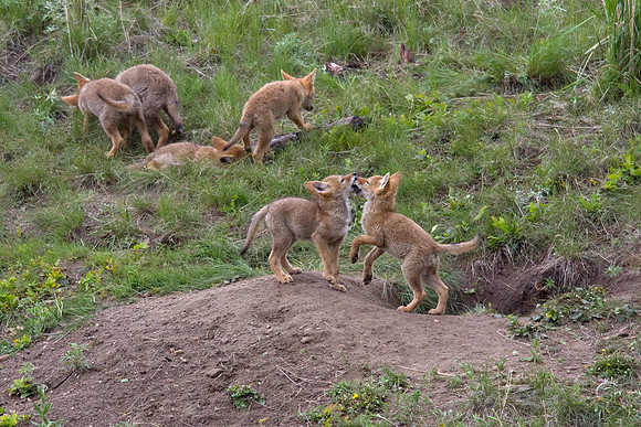 Coyote Pups - CE00243