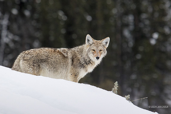 CEWR01427 - Coyote