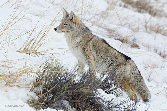 CEWR01011 - Coyote