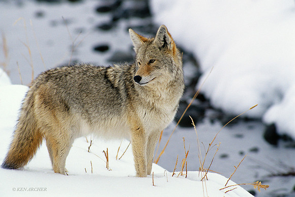 CE020088 Coyote in Winter