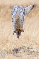 Coyote Pouncing - CEF00072
