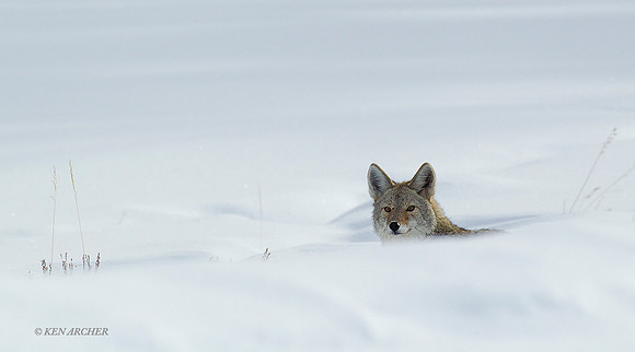 CEWR01326 - Coyote