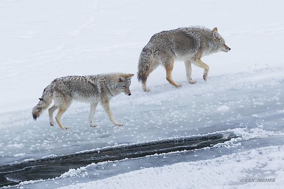 CEWR01464 - Coyote