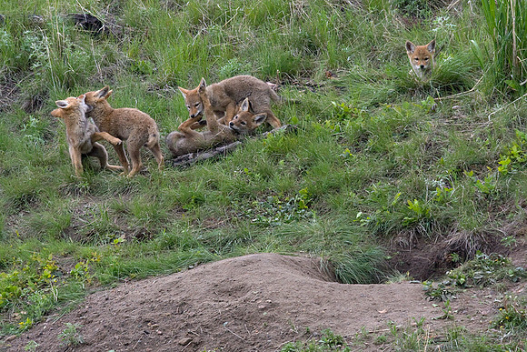 CE00372-Coyote-Den